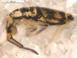 Image of Entomobryinae