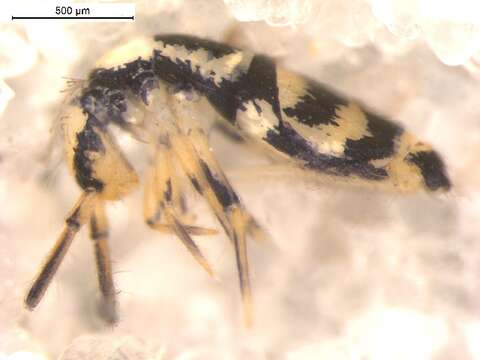 Image of Entomobrya comparata Folsom & JW 1919