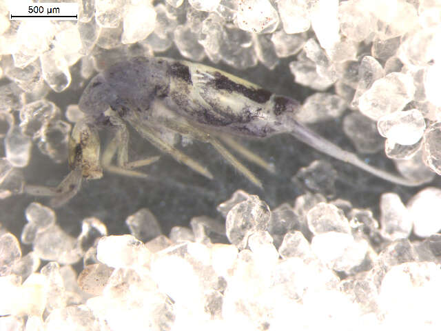 Image of Entomobrya gisini Christiansen & K 1958