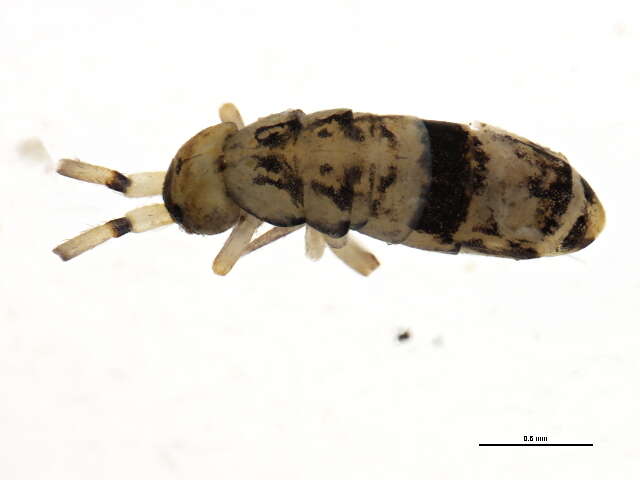 Image of Orchesella