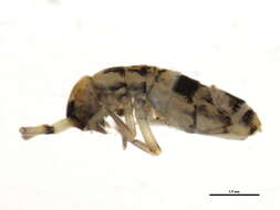 Image of Orchesella