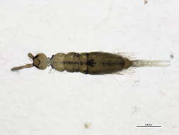 Image of Springtail