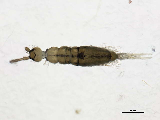 Image of Springtail