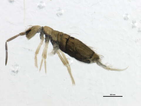 Image of Springtail