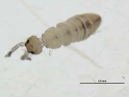 Image of Springtail