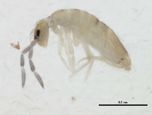 Image of Springtail