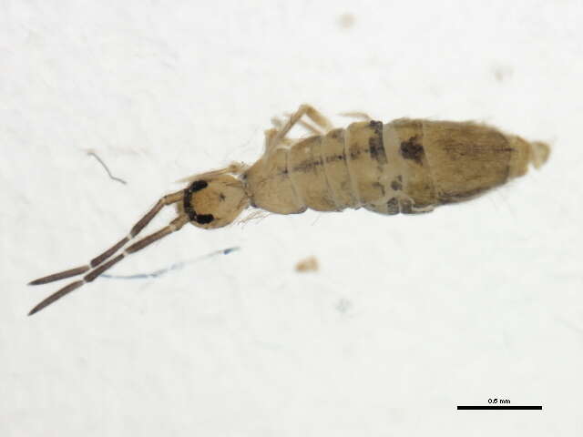 Image of Springtail