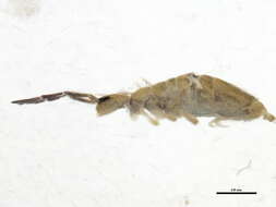 Image of Springtail