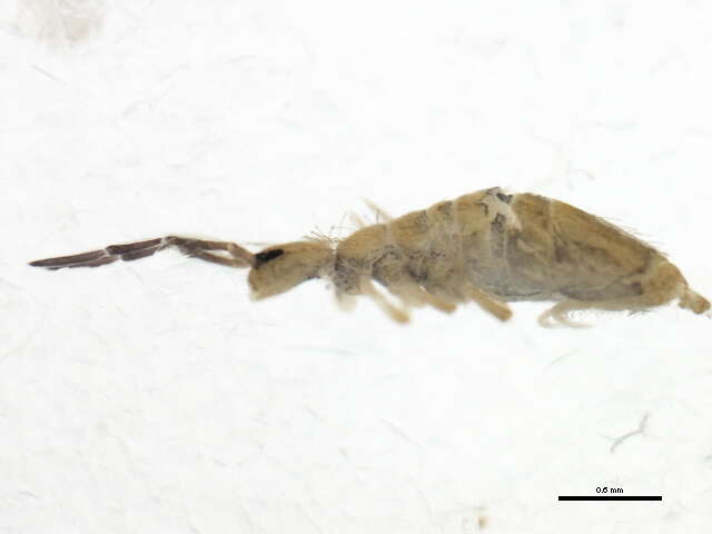 Image of Springtail