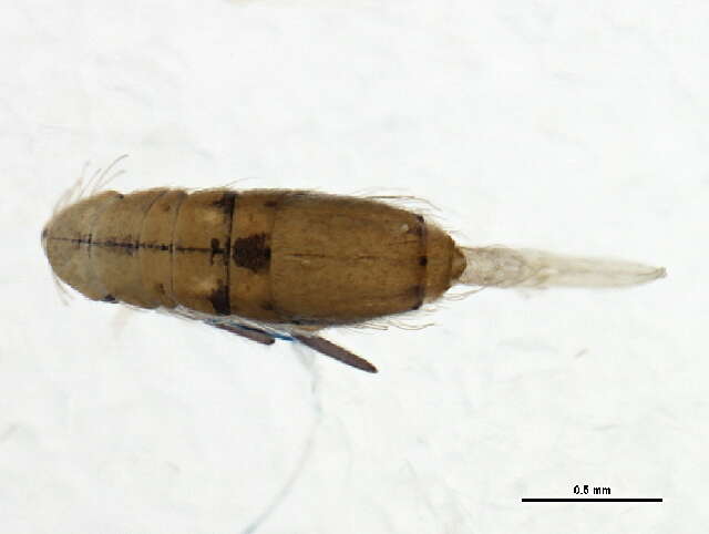 Image of Springtail