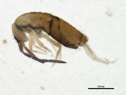 Image of Springtail