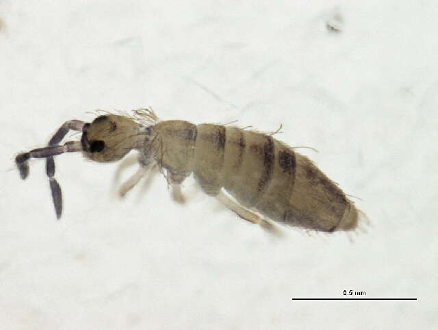 Image of Springtail