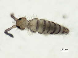 Image of Springtail