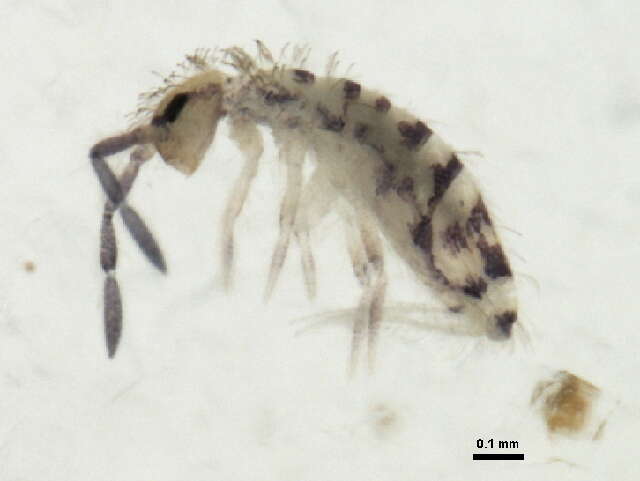 Image of Springtail