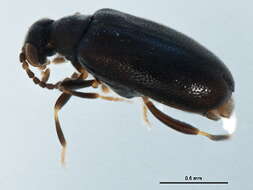 Image of antlike leaf beetles