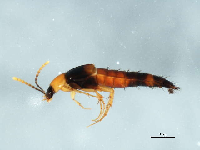Image of Ischnosoma fimbriatum