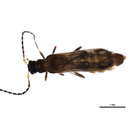 Image of <i>Malthodes similis</i>