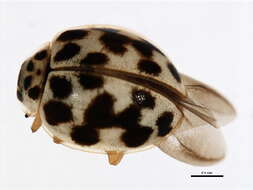 Image de Psyllobora vigintimaculata (Say 1824)