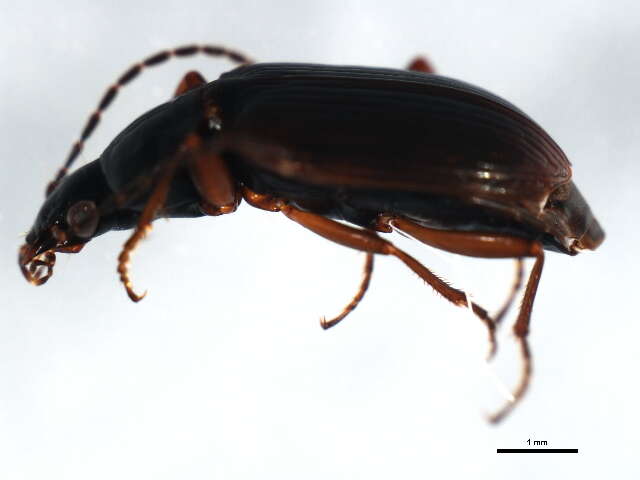 Image de Agonum (Olisares) propinquum (Gemminger & Harold 1868)