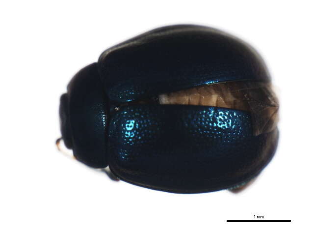 Image of willow leaf beetle