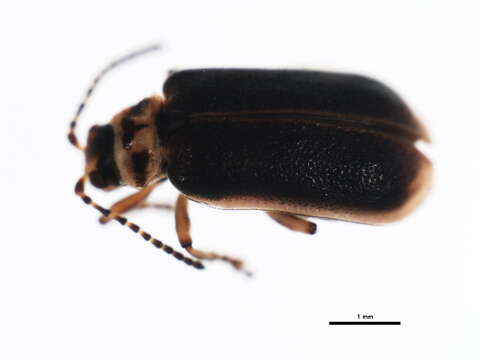 Image of Galerucella nymphaeae (Linnaeus 1758)