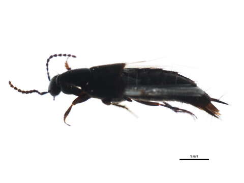 Image of Philonthus spiniformis Hatch 1957