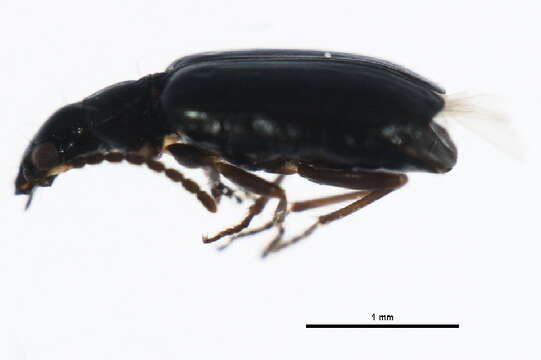 Image of Lebia (Lebia) pumila Dejean 1831