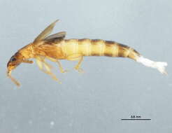 Phloeonomus resmi