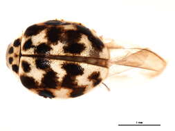 Image de Psyllobora vigintimaculata (Say 1824)