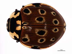 Image of Eye-spotted Lady Beetle