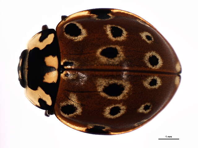 Image of Eye-spotted Lady Beetle