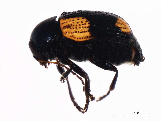 Cryptocephalus notatus Fabricius 1787 resmi