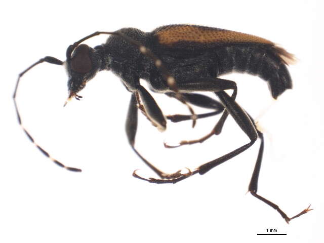 Image of Brachyleptura champlaini Casey 1913