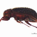 Image of Hide beetle