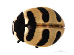 Image of Coccinella trifasciata perplexa Mulsant 1850