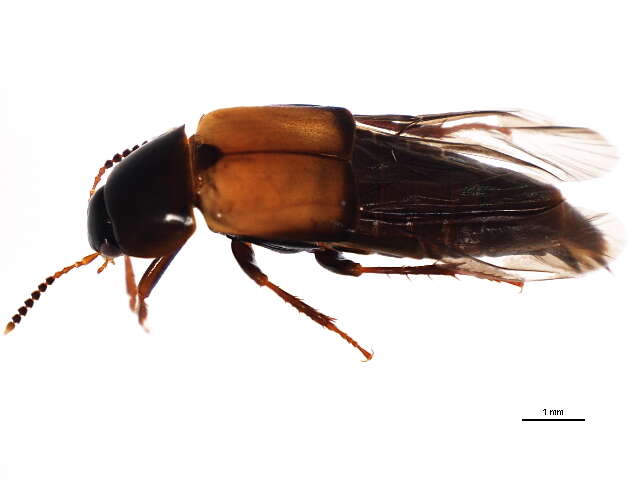 Image of Tachinus (Tachinus) fimbriatus Gravenhorst 1802