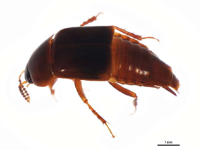 Image of Tachinus (Tachinus) picipes Erichson 1839