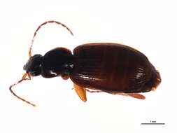 Sivun Agonum (Europhilus) retractum Le Conte 1846 kuva