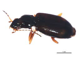 Bembidion (Ocydromus) scopulinum (Kirby 1837) resmi