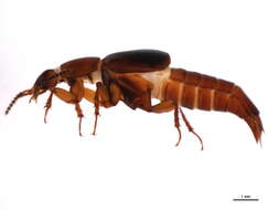 Image of Tachinus (Tachinus) picipes Erichson 1839