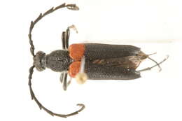 Image of Red-shouldered Pine Borer