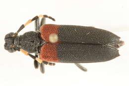 Image of Red-shouldered Pine Borer