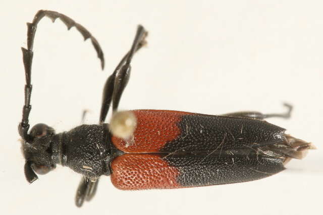 Image of Red-shouldered Pine Borer