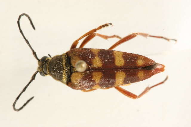 Image of Banded Longhorn