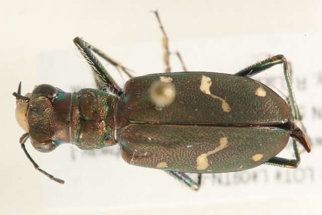 Image de Cicindela (Cicindela) longilabris longilabris Say 1824