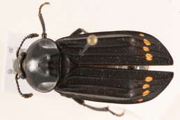 Image of Red-lined Carrion Beetle