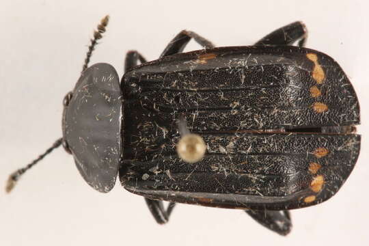 Image of Red-lined Carrion Beetle