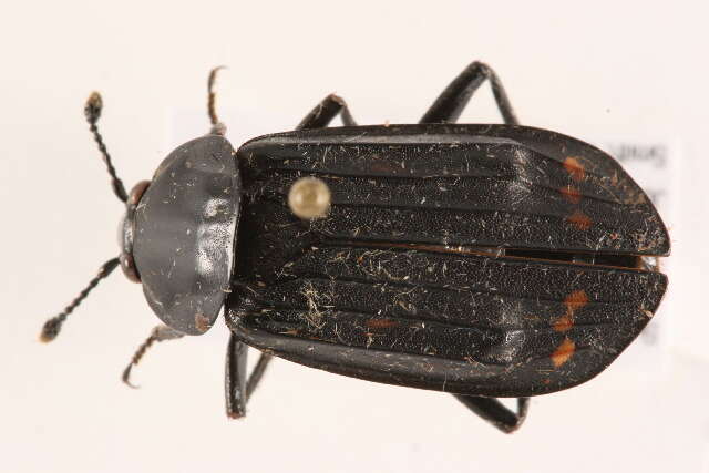 Image of Red-lined Carrion Beetle