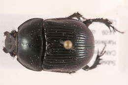 Image de <i>Geotrupes balyi</i>