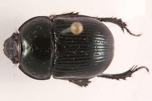 Image de <i>Geotrupes balyi</i>